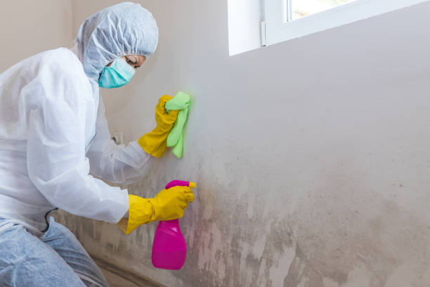 Trusted West, TX Mold Removal Services Experts